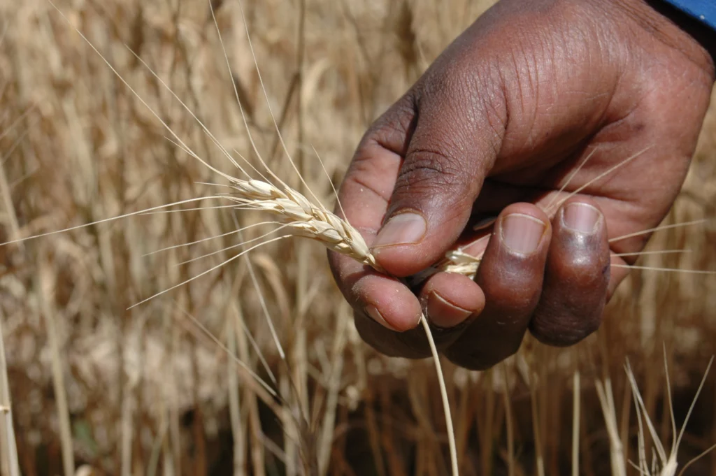 Kavod-processamento-alimentar-angola-arroz-feijão-cesta-basica