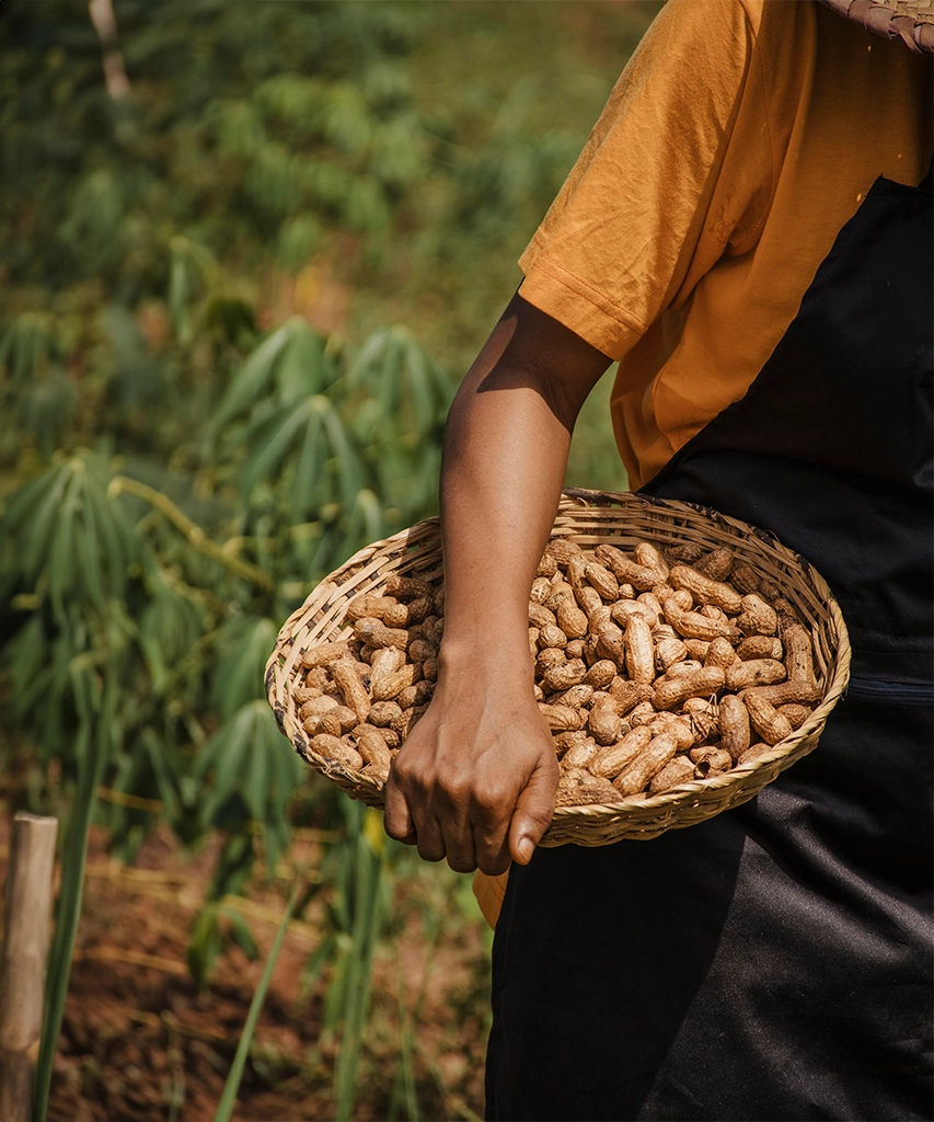 Kavod-processamento-alimentar-angola-arroz-feijão-cesta-basica-ginguba